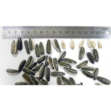 Professional supply agricultural product bulk turkish sunflower seeds